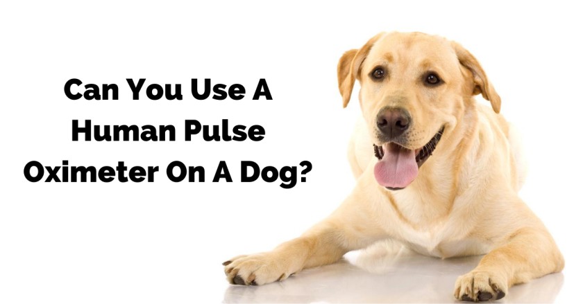 Can you use a human pulse oximeter on a dog